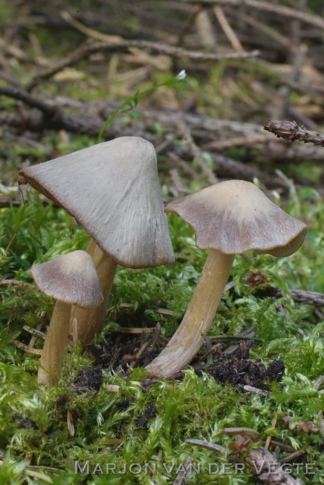 Geeltepelsatijnzwam - Entoloma cuneatum